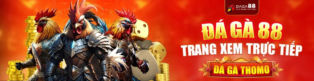 Hình ảnh đấu gà THOMO trực tiếp với không khí sôi động tại bi88 đá gà thomo